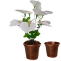 Arranjo de Copo de Leite - 48cm