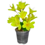 Arranjo Floral Amarelo c\ 12 Flores - 25cm