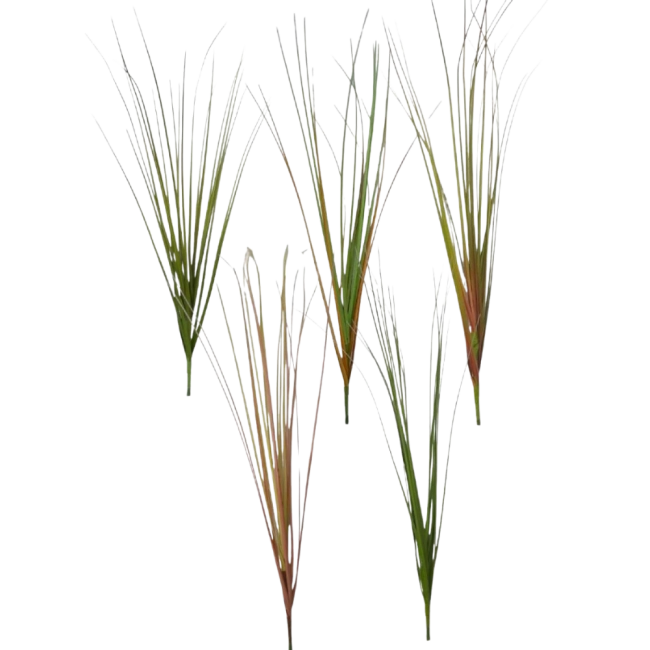 Galho de Capim dos Pampas - 55cm